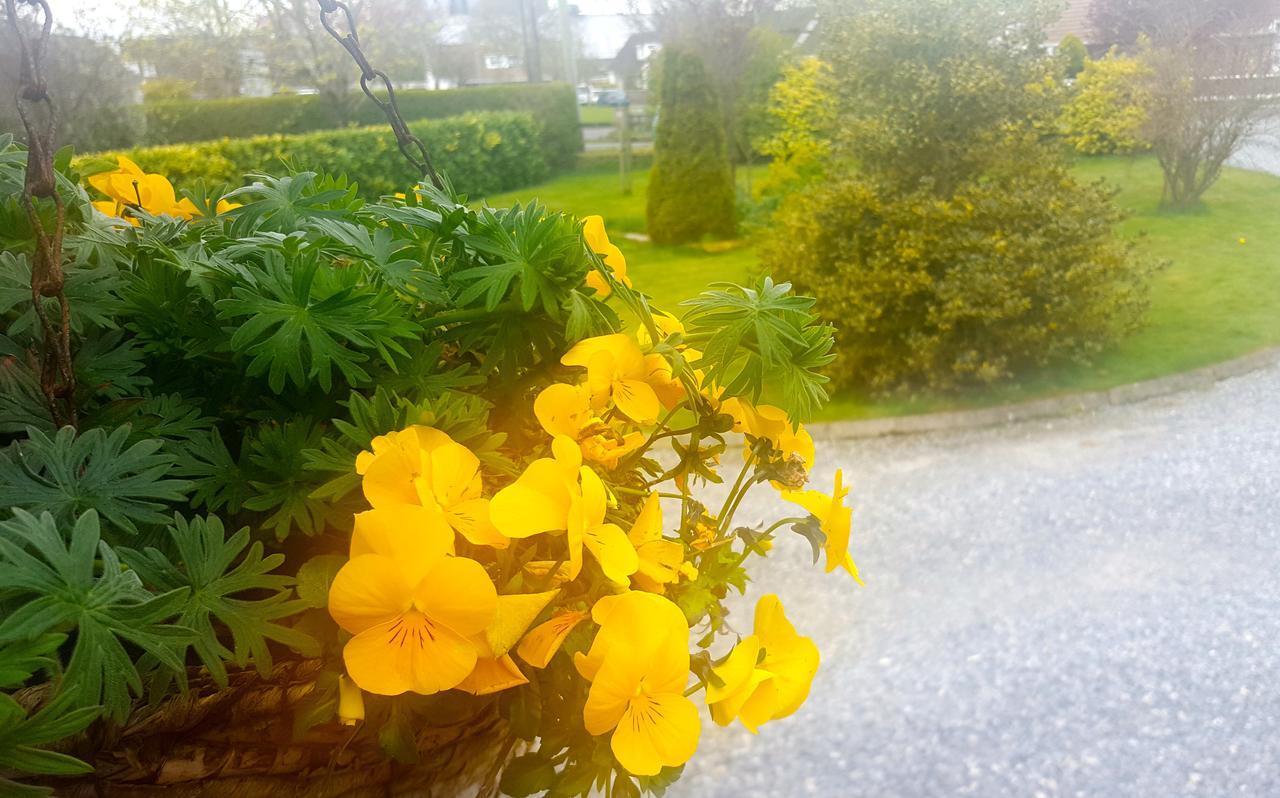 Ely House B&B Shannonbridge Extérieur photo
